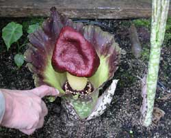 Photo of Amorphophallus paeoniifolius - click for more