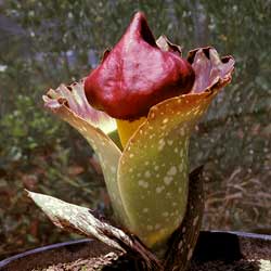 Photo of Amorphophallus paeoniifolius - click for more