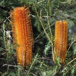 Banksia ericifolia subsp. ericifolia