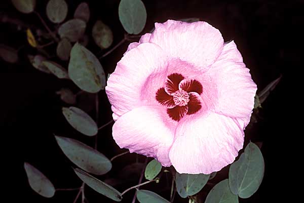 Photo of Gossypium sturtianum