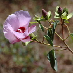 Gossypium sturtianum