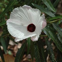 Hibiscus heterophyllus