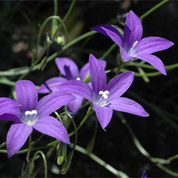 Photo of Wahlenbergia gloriosa - click for more