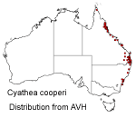 Cyathea cooperi distributiion map
