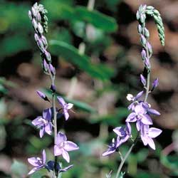 Veronica perfoliata