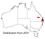 Thelychiton kingianum distribution