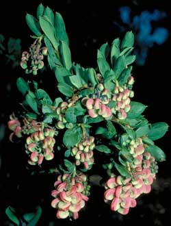 Grevillea iaspicula