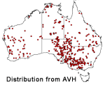 Marsilea drummondii distribution