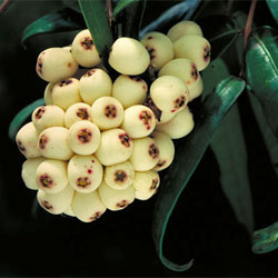 Syzygium wilsonii subsp. epigaeum