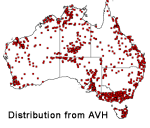 Themeda triandra distribution