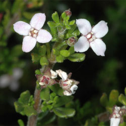 Zieria citriodora 