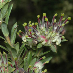 Grevillea jephcottii