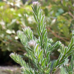 Grevillea jephcottii