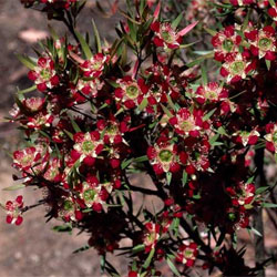 Leptospermum spectaile (A5896) click to enlarge