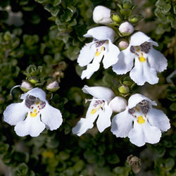 Prostanthera cuneata (A 11210) click to enlarge