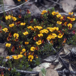 Pultenaea pedunculata