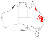 Allocasuarina inophloia distribution map