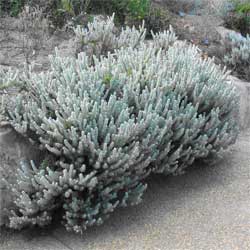 Eremophila subfloccosa