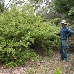 Grevillea mollis