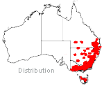 Leucochrysum albicans distribution