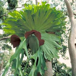 Platycerium superbum