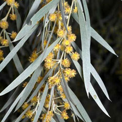 Acacia pendula