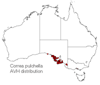 Correa pulchella distribution