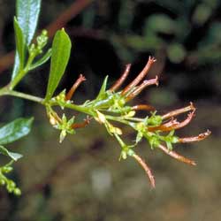 Dodonaea viscosa