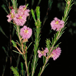 Melaleuca diosmatifolia