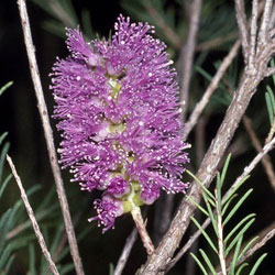 Melaleuca diosmatifolia