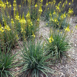 Bulbine glauca