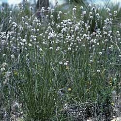 Conospermum huegelii