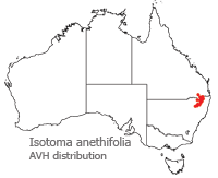Isotoma anethifolia distribution