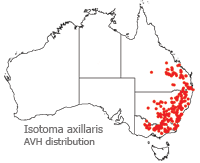 Isotoma axillaris distribution