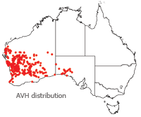 Rhodanthe chlorocephala distribution