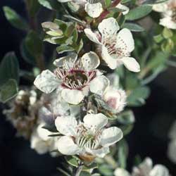 Leptospermum thompsonii