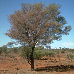 Acacia aneura