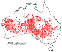Acacia aneura distribution
