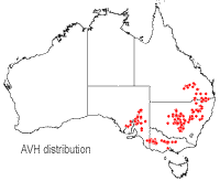 Eucalyptus viridis distribution