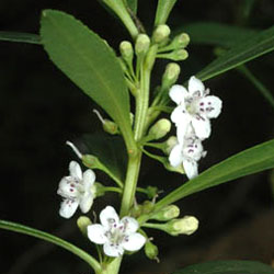 Myoporum insulare