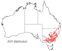 Xerochrysum viscosum distribution