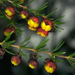 Boronia megastigma