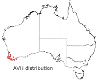 Boronia megastigma distribution