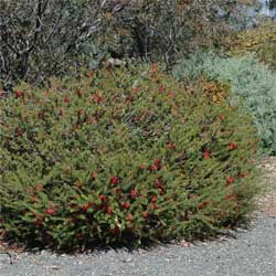 Calothamnus quadrifidus