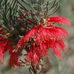 Calothamnus quadrifidus