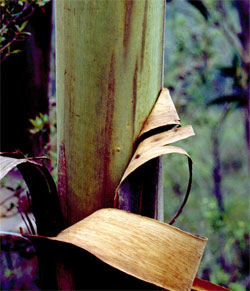 Eucalyptus imlayensis