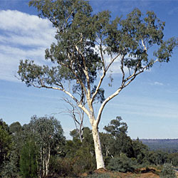 Eucalyptus rossii