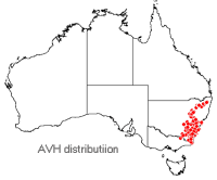 Eucalyptus rossii distribution