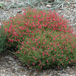 Lechenaultia formosa