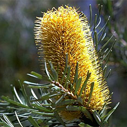 Banksia marginata - click to enlarge